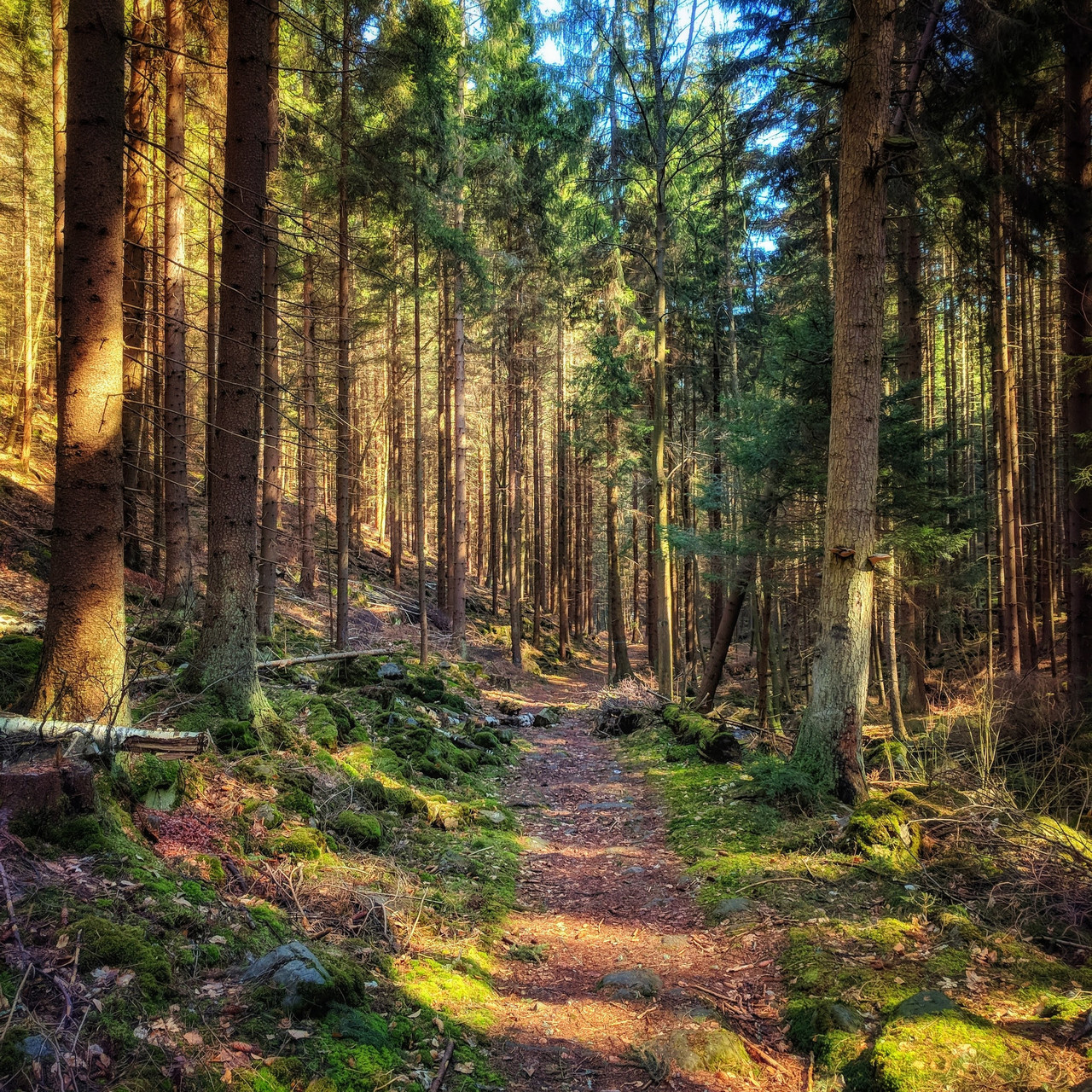 Trail, photograph 11 by Łukasz Szmigiel