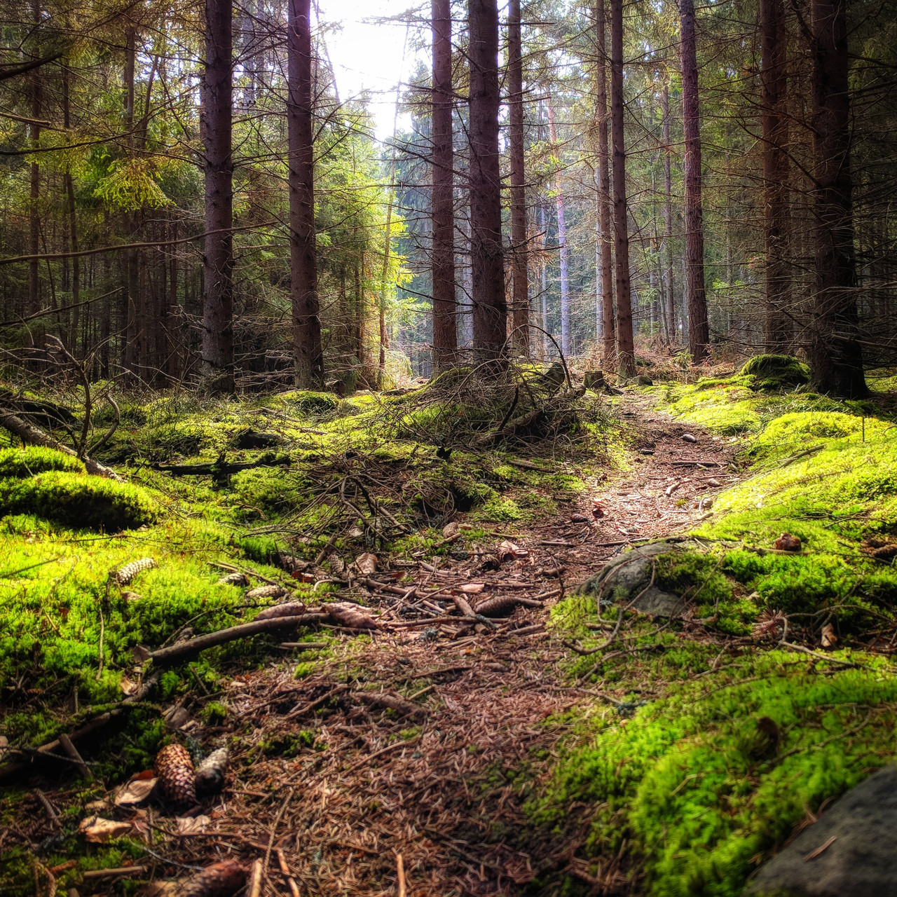 Trail, photograph 10 by Łukasz Szmigiel